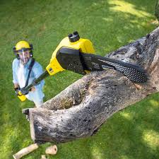 Professional Tree Removal and Landscaping Services in Mount Healthy, OH